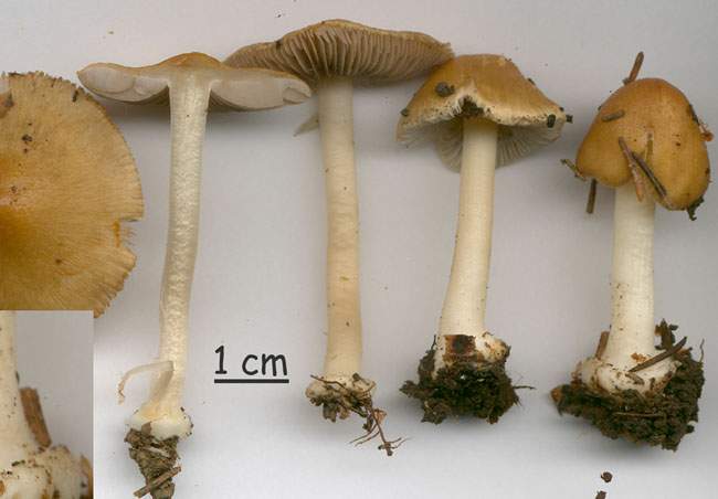 Inocybe praetervisa